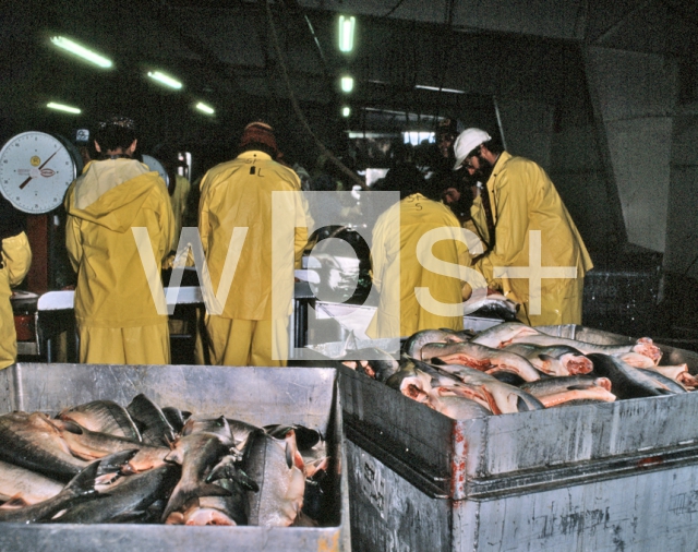 ｜鮭の缶詰工場