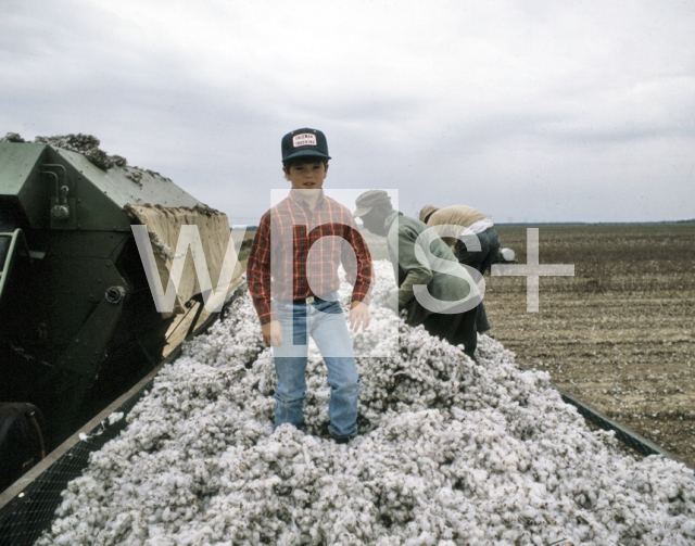 ｜グリーンウッド近くの綿畑での収穫