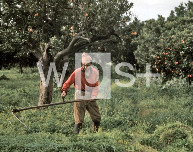 ｜スキクダ近くのオレンジ農園で草刈をする農夫