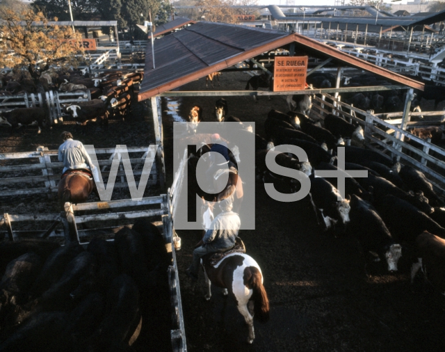 ｜ブエノスアイレスの中央牛市場