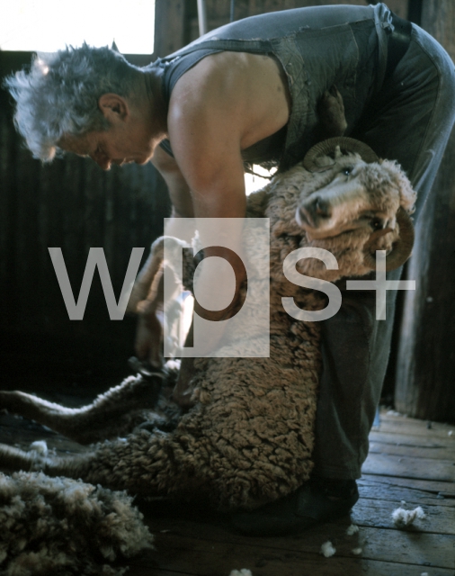 ｜羊の毛刈り