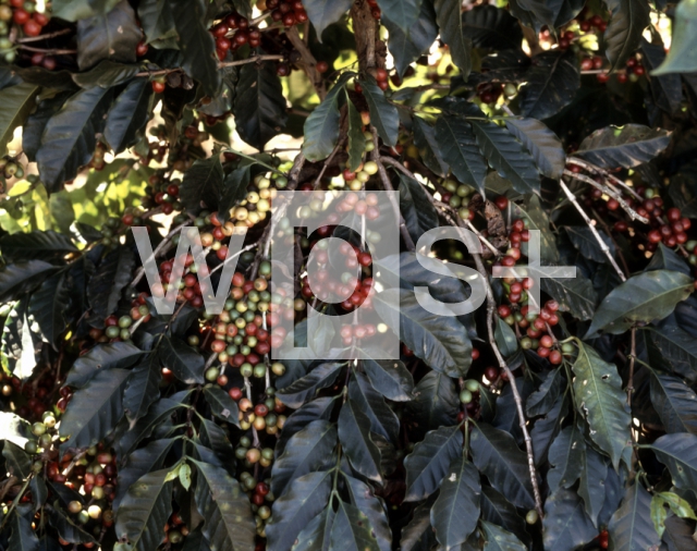 ｜コーヒーの木と果実