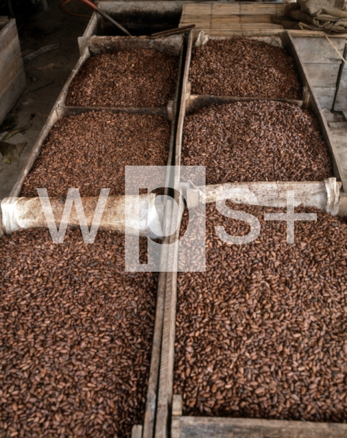 ｜カカオの種子を発酵する作業