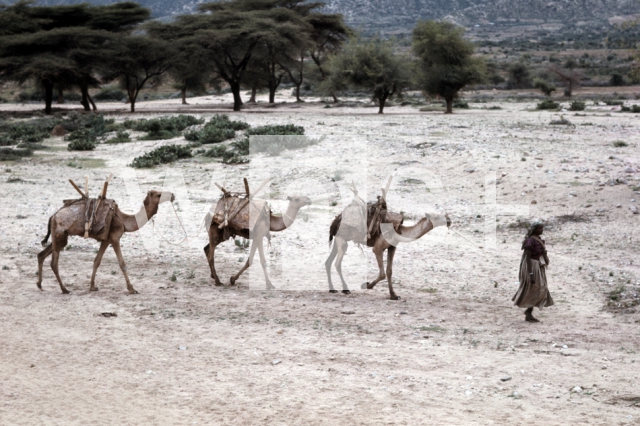 ｜三頭のラクダをひくソマリ人の女性