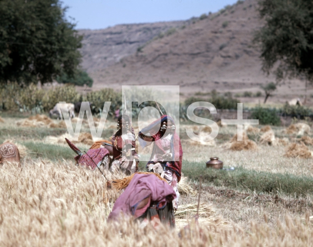 ｜デカン高原の麦農家で働く部族民