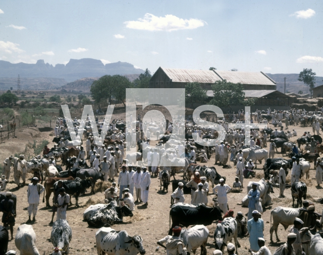 ｜デカン高原のゴティ村の牛市場
