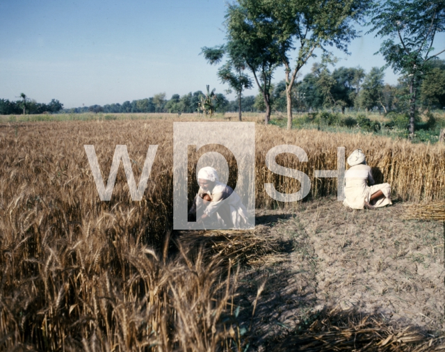 ｜パキスタン北東の農場で麦を収穫をする農夫