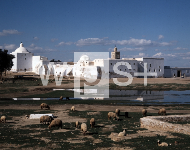 ｜ケルアン郊外の「床屋のモスク」と羊のある風景
