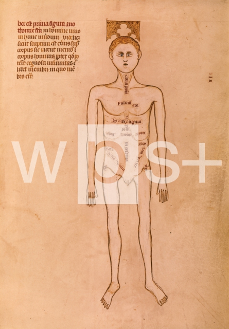 VIGEVANO Guido da｜グイド・ダ・ヴィジェヴァーノの「解剖学」からの挿絵