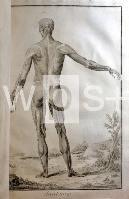 DIDEROT Denis & D’ALEMBERT Jean Le Rond｜解剖学（百科全書より）