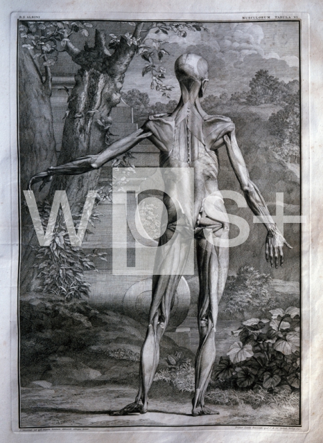 WANDELAAR Jan｜「人体の骨格と筋肉の表」からのイラスト