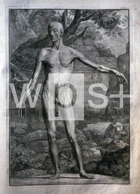 WANDELAAR Jan｜「人体の骨格と筋肉の表」からのイラスト
