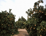 ｜フレズノ東部のオレンジ農園