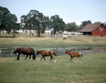 ｜オークデール近くの馬牧場