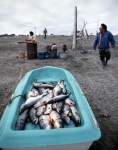 ｜干物を作る為に鮭をさばくイヌイット族の家族