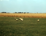 ｜トウモロコシ畑と羊