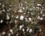 ｜グリーンウッド近くの綿畑