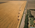 ｜ネブラスカ州西部の小麦の収穫
