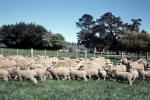 ｜ローンセストン空港近くの羊農場