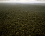 ｜マカパ北部の熱帯雨林
