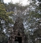 ｜アンコール遺跡、アンコール・トムの木に覆われた石塔門