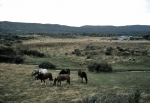 ｜ティエラ・デル・フエゴの馬牧場