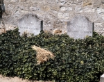 VAN GOGH Vincent｜ゴッホと弟テオの墓