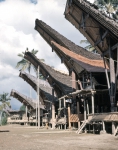 ｜パラワ村にあるトラジャ族の伝統家屋