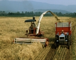 ｜小麦の収穫