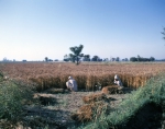 ｜パキスタン北東の農場で麦を収穫をする農夫