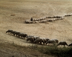 ｜シビウ地域の羊飼い