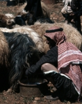 ｜羊を搾乳するベドウィン族の男性