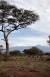 ｜モシより望むキリマンジャロのキボ峰とマウェンジ峰