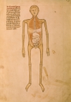VIGEVANO Guido da｜グイド・ダ・ヴィジェヴァーノの「解剖学」からの挿絵